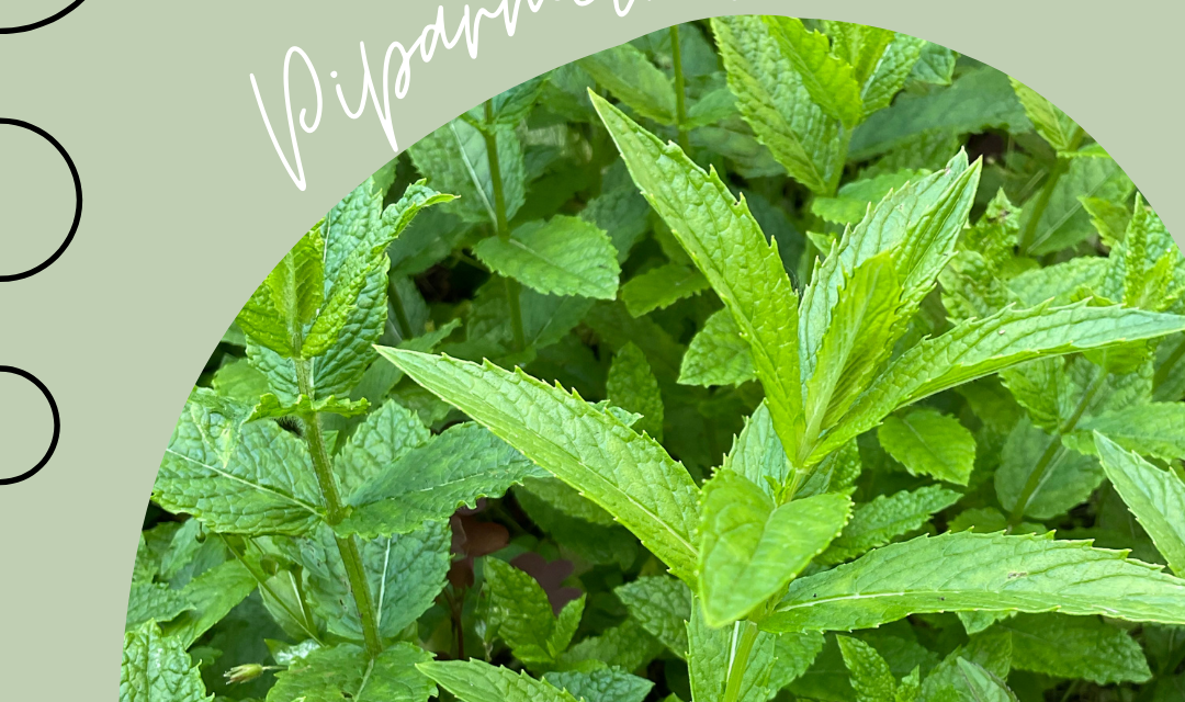 Piparmētras
